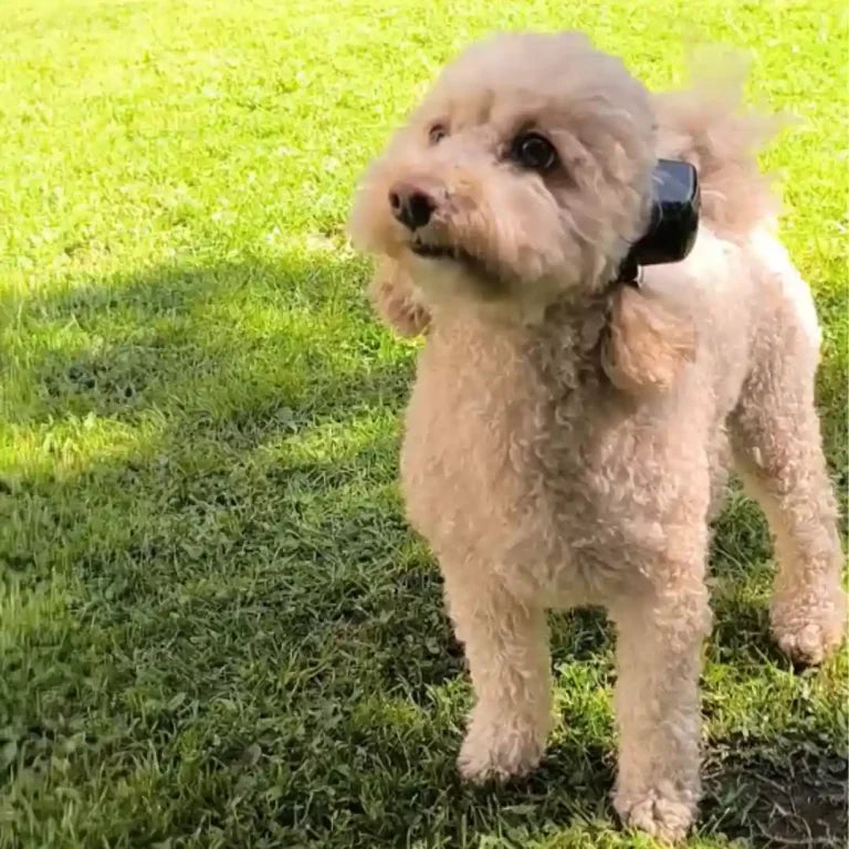 Woo Quiet Pets – Protector Auditivo para Perros y Gatos